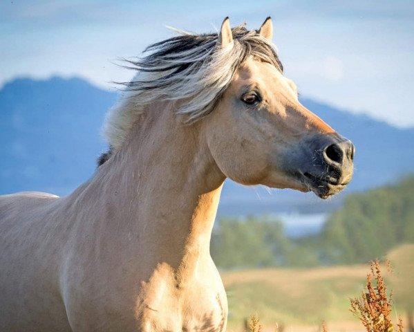 stallion Maurids (Fjord Horse, 2013, from Merkur N.2743)