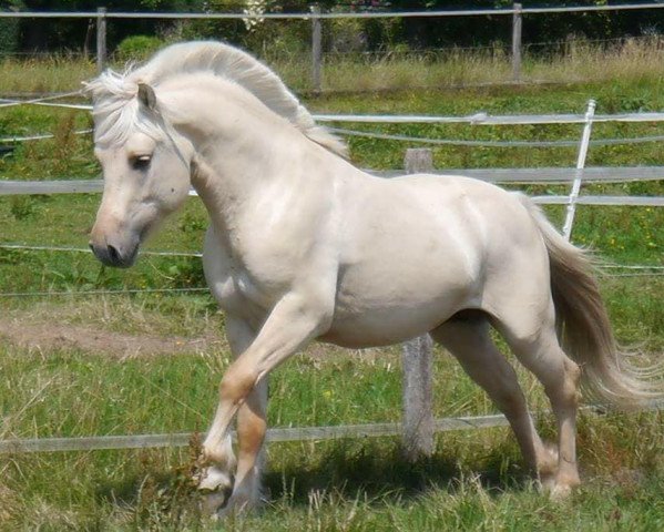horse Reifur (Fjord Horse, 2012, from Rudsmo Remi)