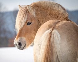 horse Halvar (Fjord Horse, 2016, from Hisco)