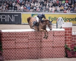 jumper Comic (Oldenburg show jumper, 2004, from Concetto)