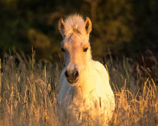 horse Haldir (Harry) (Fjord Horse, 2019, from Hisco)