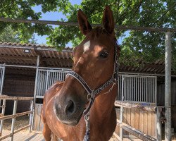 broodmare Castella (German Sport Horse, 2007, from Canterbury)