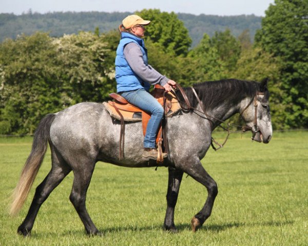 Pferd Rockey (Connemara-Pony, 2014)
