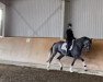 dressage horse Albert Einstein 14 (Holsteiner, 2016, from Ampère)