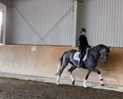 dressage horse Albert Einstein 14 (Holsteiner, 2016, from Ampère)