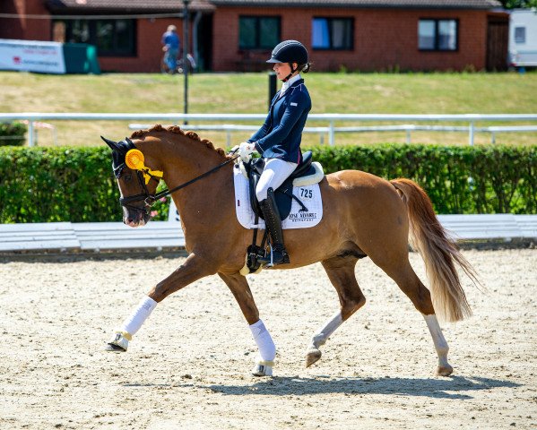 stallion Schelenburgs Dubai (German Riding Pony, 2013, from FS Daddy Cool)