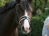 jumper Diamond's Schoko (German Riding Pony, 2016, from Diamond Touch NRW)