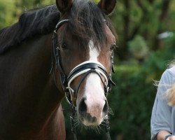 jumper Diamond's Schoko (German Riding Pony, 2016, from Diamond Touch NRW)