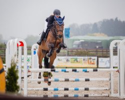 jumper Freeman D (Oldenburg show jumper, 2013, from Favorit Ask)