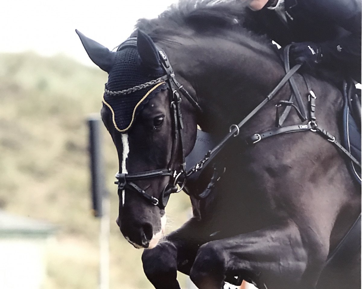 Springpferd Cayman D (Oldenburger Springpferd, 2010, von Calido I)