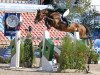 stallion Chaqui Z (Zangersheide riding horse, 2006, from Chacco-Blue)