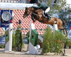 stallion Chaqui Z (Zangersheide riding horse, 2006, from Chacco-Blue)