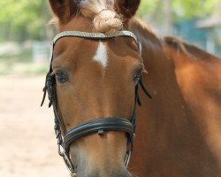 jumper Sina 462 (German Riding Pony, 2005)