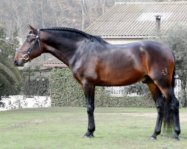 stallion Messi (Pura Raza Espanola (PRE), 2014)