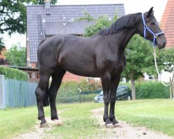 broodmare Forsythie 5 (Westphalian, 2007, from Florestan I)