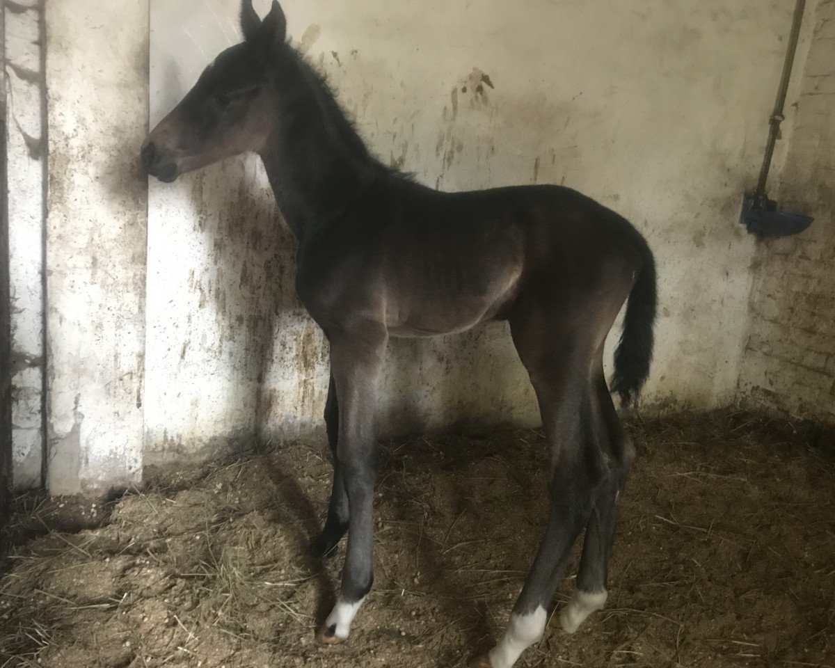 Springpferd I'm Special Dacora (Oldenburger Springpferd, 2019, von I'm Special de Muze)