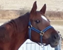 broodmare Anakopala (Trakehner, 2011, from Preussenprinz)