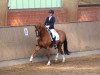 dressage horse Lord Nymphenburg (Oldenburg, 2009, from Lord Liberty G)