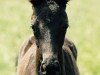 dressage horse Zoe 96 (Hanoverian, 2018, from Zonik)