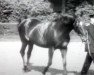 Pferd Feiner Kerl (Hannoveraner, 1919, von Fling)