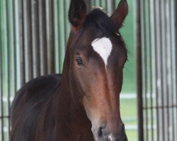 jumper Gondor (KWPN (Royal Dutch Sporthorse), 2017, from Sam R)