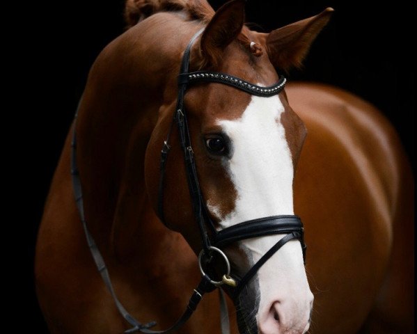 dressage horse Florentino K (Westphalian, 2010, from Florenciano 6)