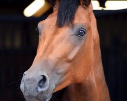 broodmare Hilary By Cendy (KWPN (Royal Dutch Sporthorse), 2012, from Florencio I)