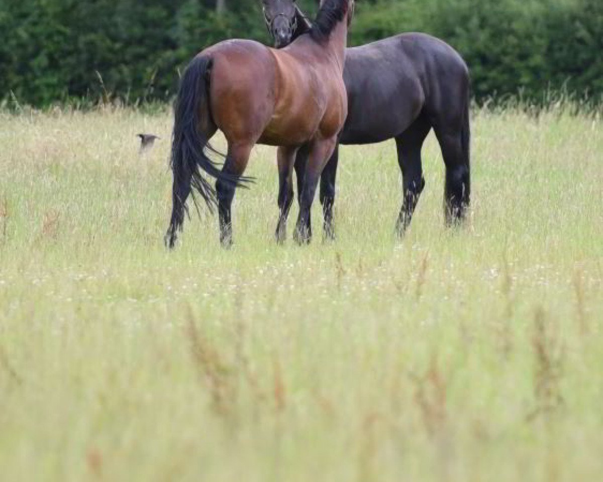 Zuchtstute Amuel (KWPN (Niederländisches Warmblut), 2005, von Olivi)