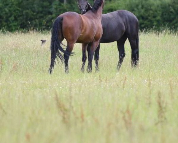 broodmare Amuel (KWPN (Royal Dutch Sporthorse), 2005, from Olivi)