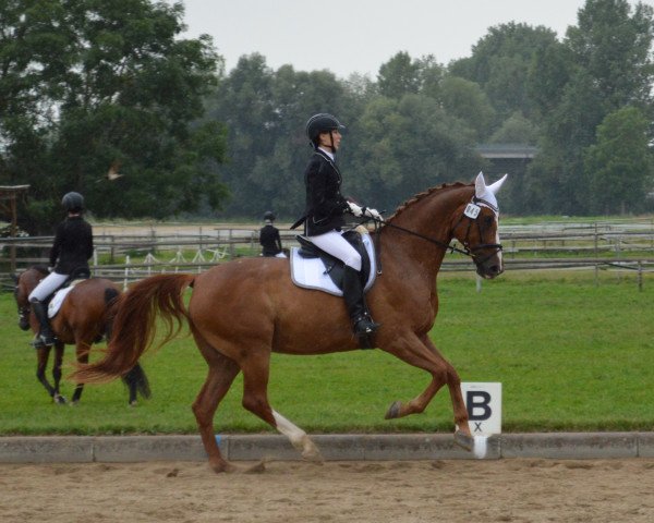 dressage horse Punktgenau (German Sport Horse, 2004, from Paradiesvogel)