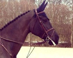 broodmare Capri 117 (Oldenburg show jumper, 2013, from Gentleman)