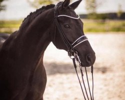 dressage horse Ryjou (Oldenburg, 2004, from Roadster)