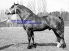 stallion Hunter (Freiberger, 1968, from Hésitant)