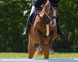 broodmare Belissima S (Westphalian, 2010, from Belissimo NRW)