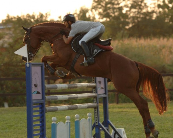 jumper Quinto de Baussy (Selle Français, 2004, from Le Tôt de Semilly)