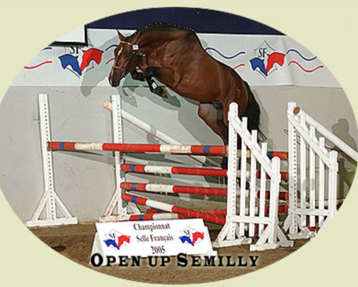 Deckhengst Open Up Semilly (Selle Français, 2002, von Diamant de Semilly)