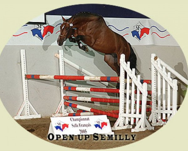 stallion Open Up Semilly (Selle Français, 2002, from Diamant de Semilly)