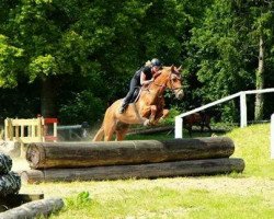 horse Welcome 230 (Hanoverian, 2002, from Werlindo)