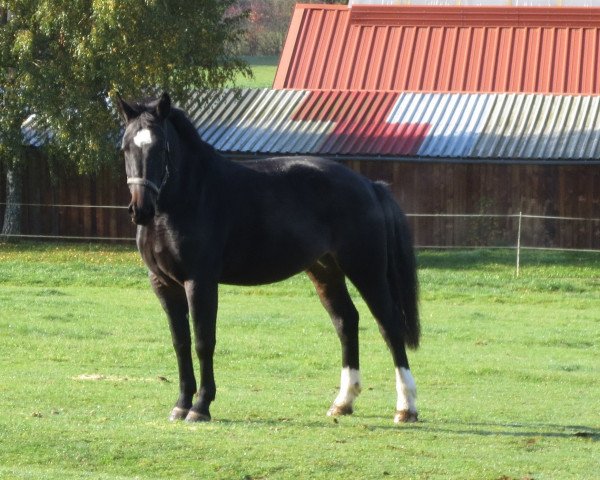 Pferd Senta (Sächs.-Thür. Schweres Warmbl., 2010, von Veit)