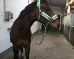 dressage horse D'Wist (Polish Warmblood, 2003, from Weltstein)