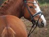 dressage horse Tackmann's Cronut (German Riding Pony, 2015, from Tackmann's Donut)