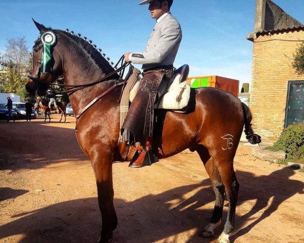 Pferd CENTAURO (Hispano-Araber, 2014)