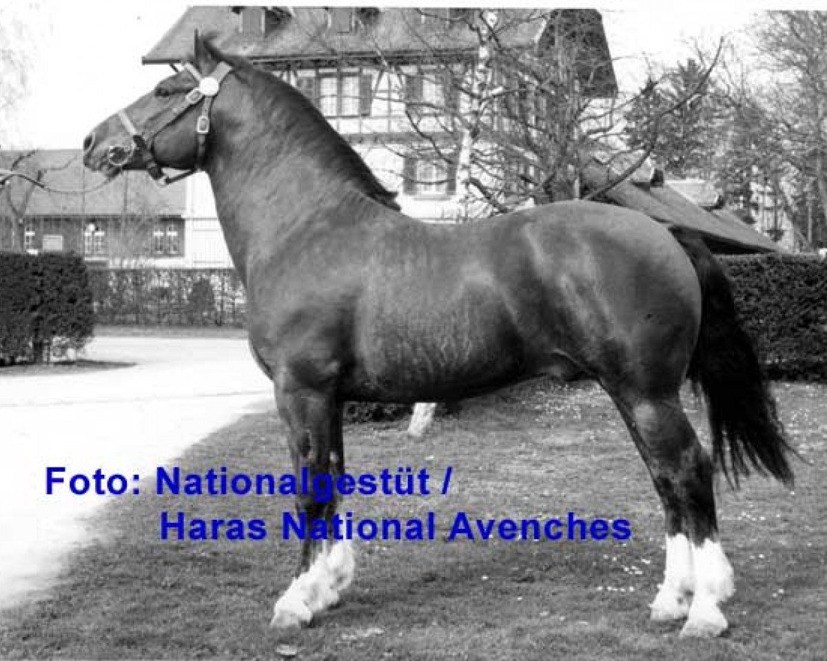 stallion Diogenes (Freiberger, 1969, from Dior)
