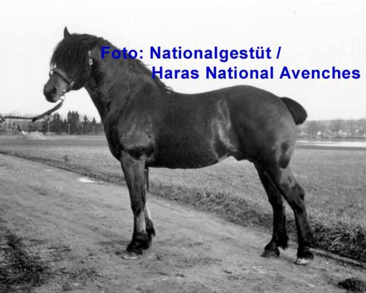 stallion Horace (Freiberger, 1940, from Drapeau)