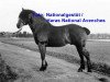 stallion Horace (Freiberger, 1940, from Drapeau)