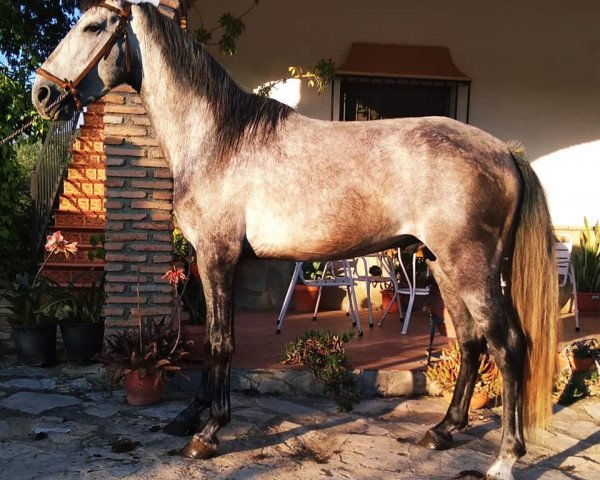 horse CHARPETA (Pura Raza Espanola (PRE), 2016)