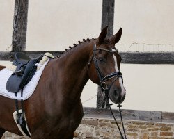 broodmare Fürstin Romy (Oldenburg, 2012, from Fürst Romancier)