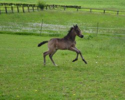 dressage horse Ochuko (German Riding Pony, 2017, from Okawango Alpha)