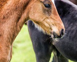 Springpferd Dorotea (Schwedisches Warmblut, 2017, von Diarado)