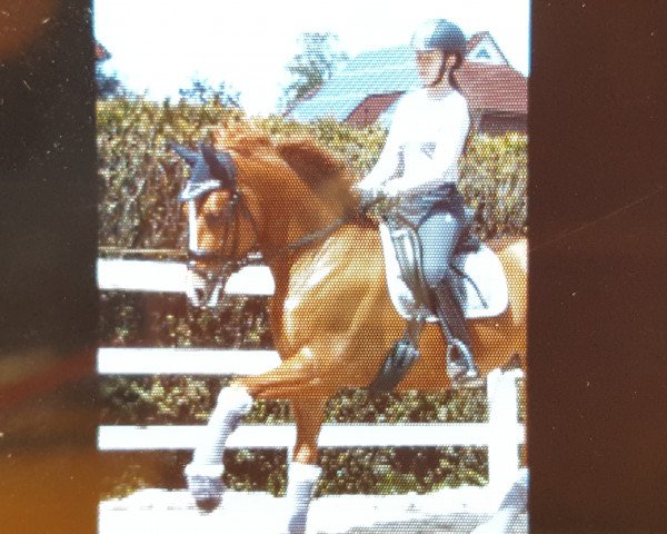 dressage horse Capitano 89 (German Riding Pony, 2012, from FS Cracker Jack)